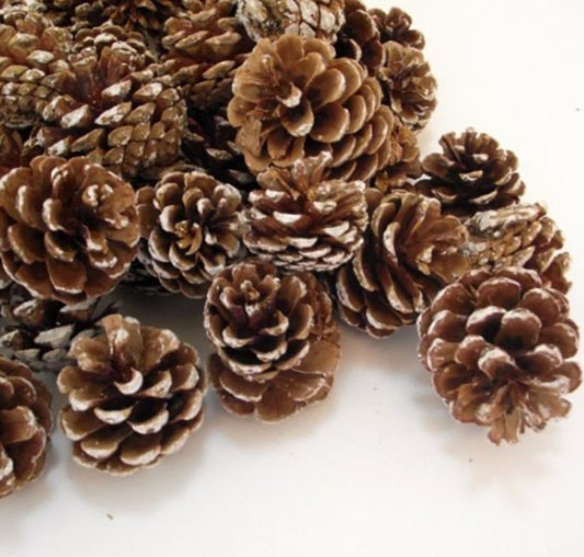 5 - 7cm Snowy Pine Cones - 10 in a bag pic