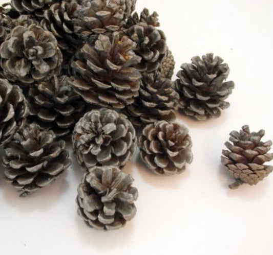 5 - 7cm Silver Pine Cones - 10 in a bag pic